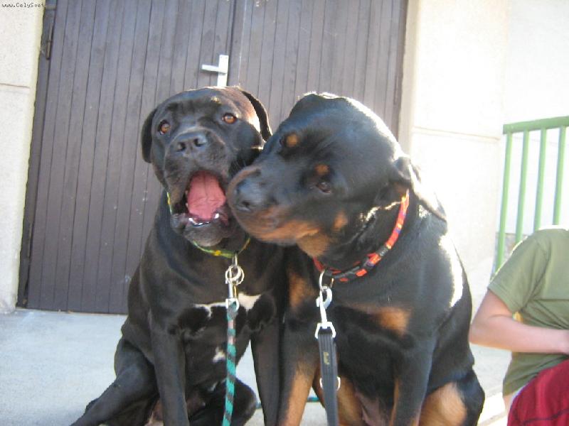 Foto: Cindy a Elsa-Cindy a Elsa Cane Corso (maj se tak rádi)