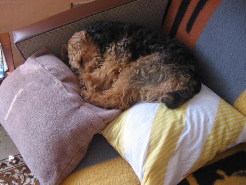 Foto: psssst!pejsek spinká-bertík v pelíšku z polštářků