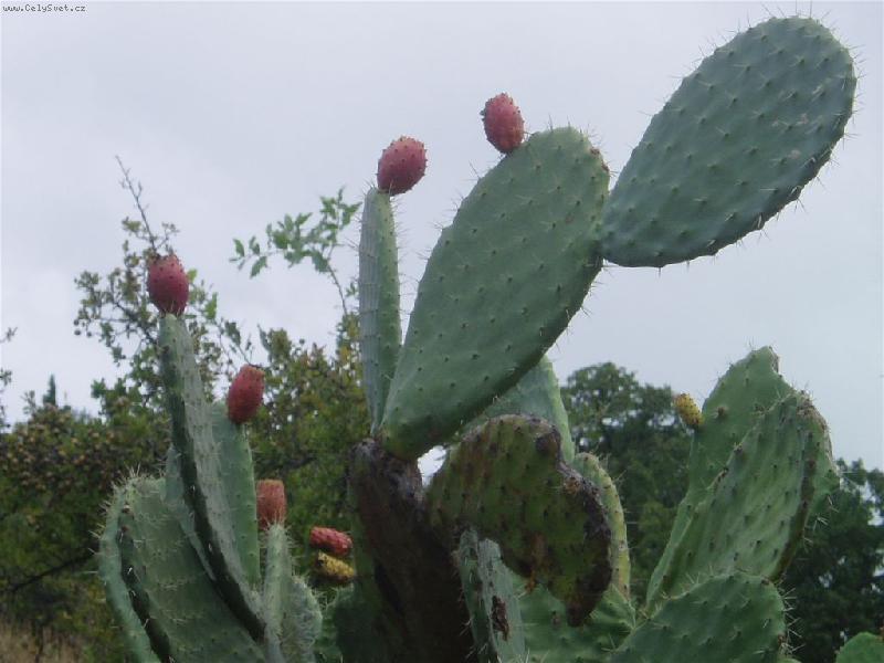 Foto: Opuncie-Řecko-kaktus opuncie