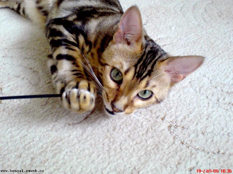 Foto: hrahu si-kocourek si chytil hračku