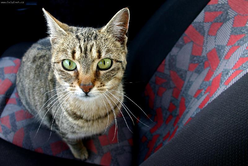 Foto: Spolujezdec v autě