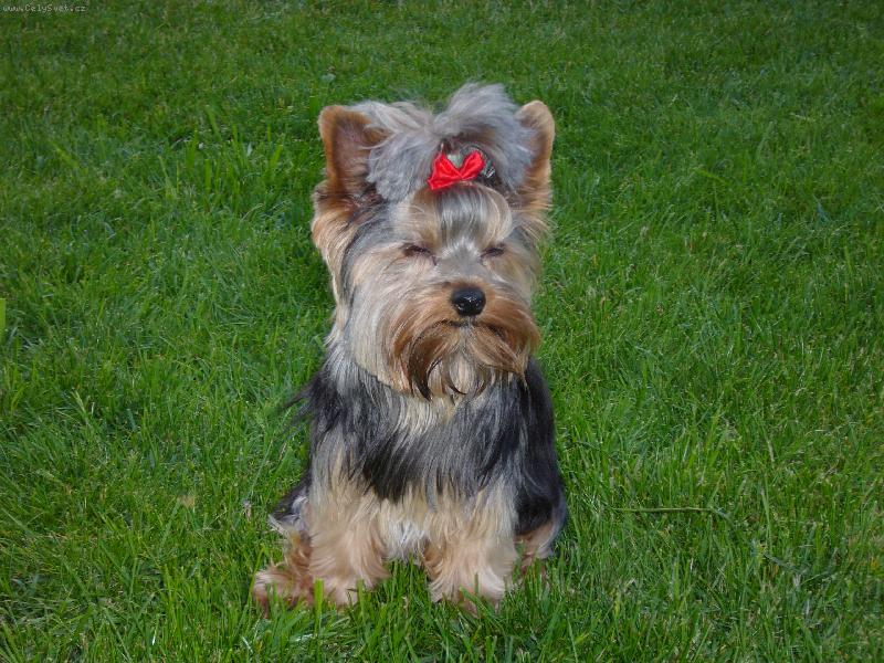 Foto: Sendynka-Už skoro spinkám.....