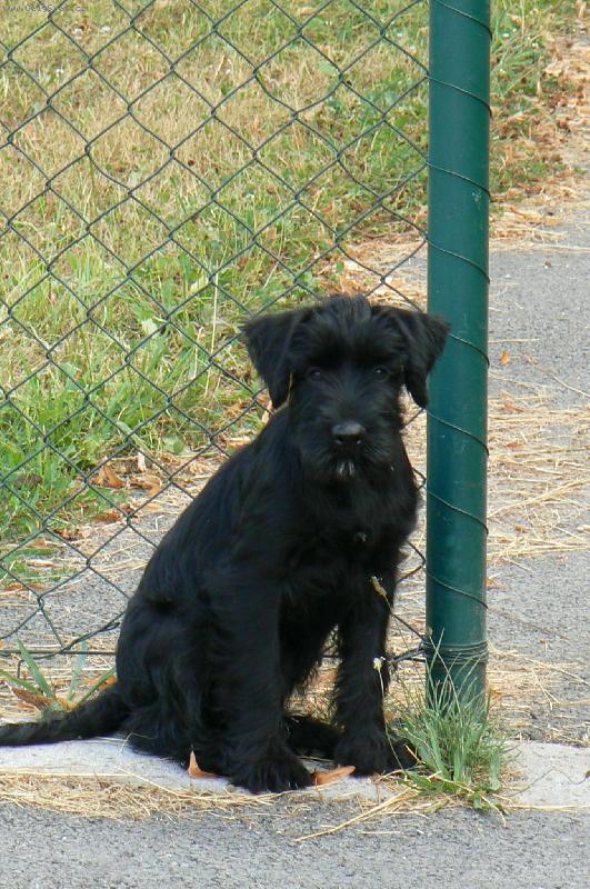 Foto: Na stráži-Hlídám vstup, za piškot můžeš jít