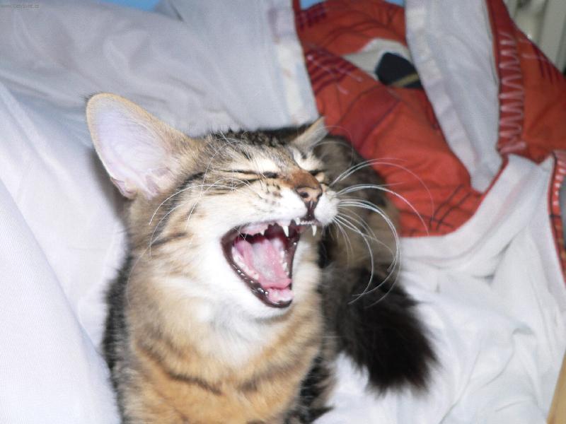 Foto: neotravujte, néé !-Amálka