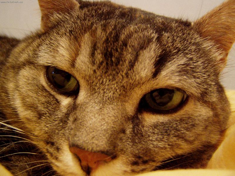 Foto: kočičí miláček-Jak ráda se válí v peřině...