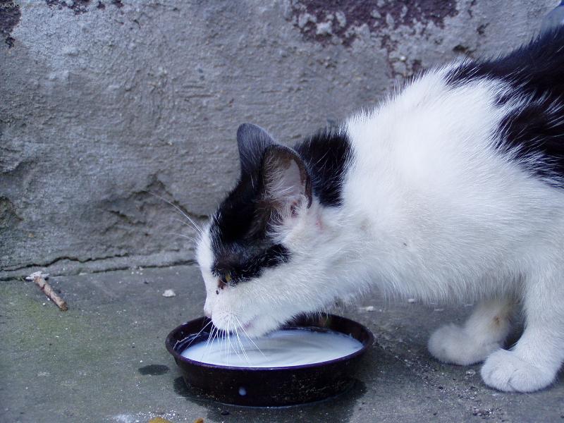 Foto: Mlask,mlask-Mlíčko miluji!