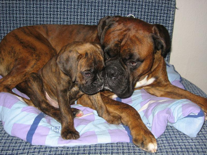 Foto: Black a Rocky-To je tatínek se svym synečkem:)