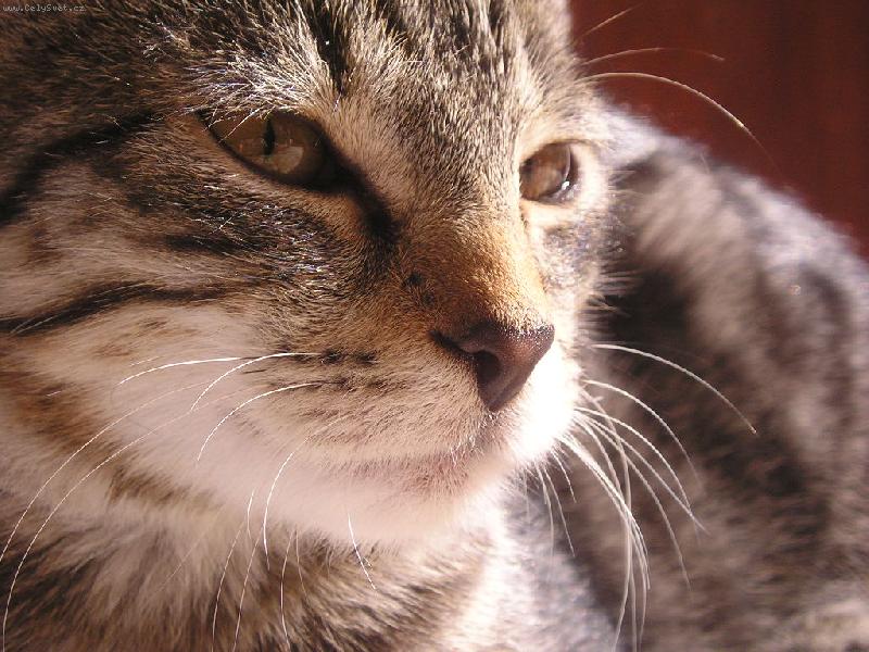 Foto: Detail-ani odpočinout mě nenechají....