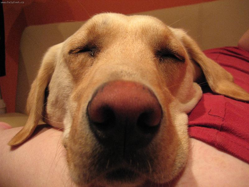 Foto: ARTIK-Pes nejlepší přítel člověka