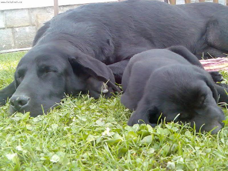 Foto: Velký a malý-velký pejsek a malý pejsek