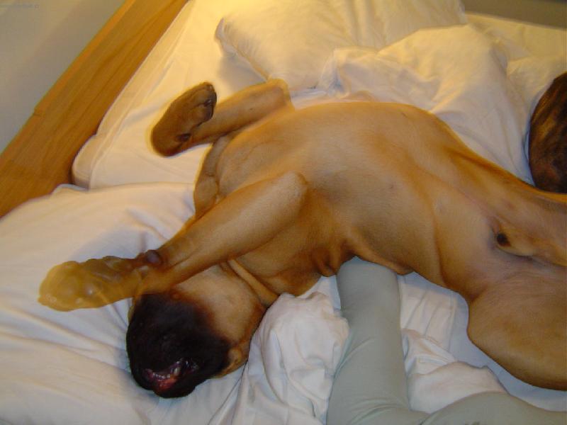 Foto: ještě se chviličku protáhnu jooo?-bulmastif ležící