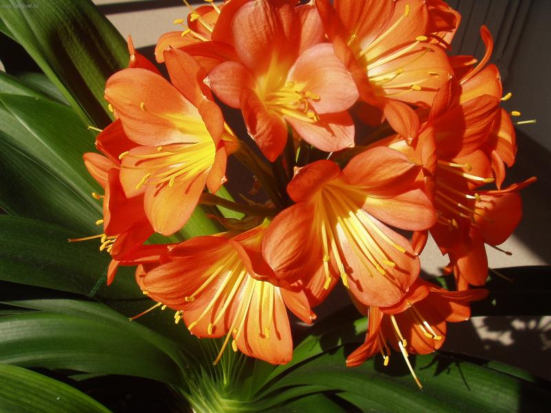 Foto: klívie-krásy zimy