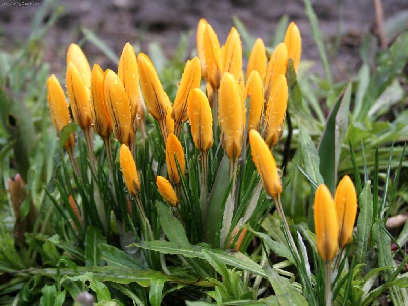 Foto: Krokus-Krokusy po de3ti