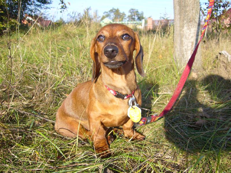 Foto: krátkosrstá jezevčice-Jessienka