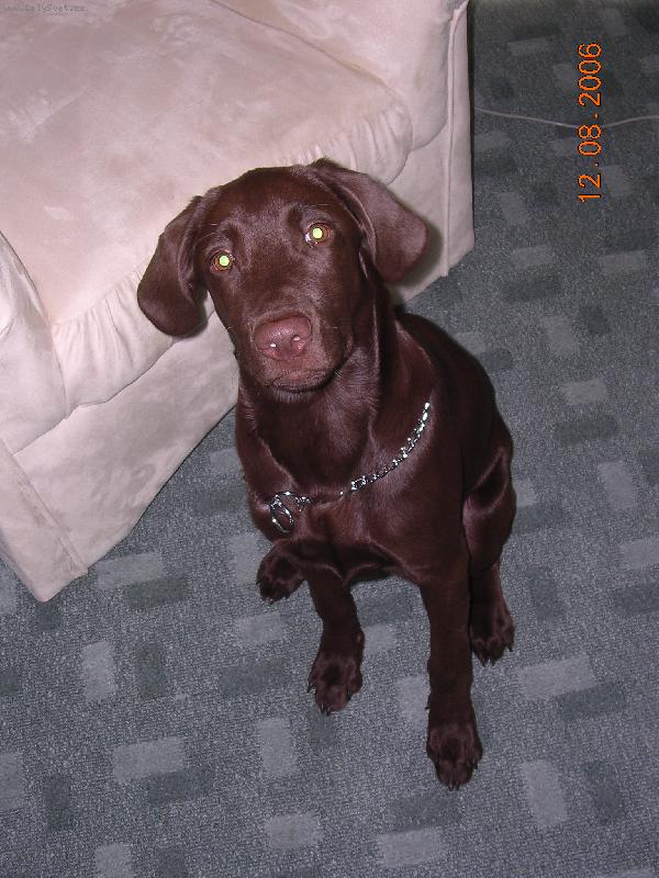 Foto: Jenny-Naše ufonská fenečka Jenny