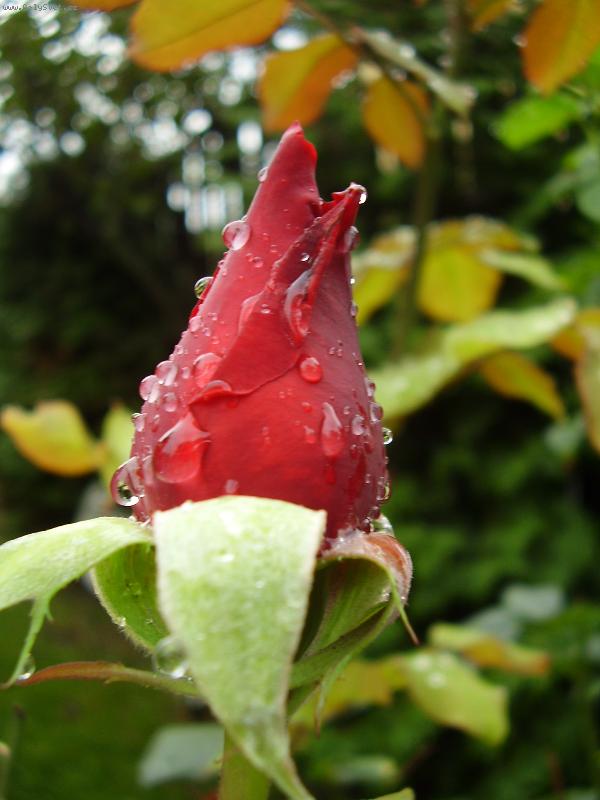 Foto: Poupě růže po dešti