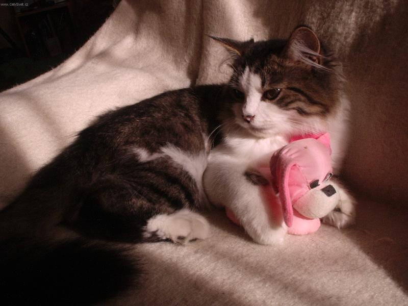 Foto: Pejsek a kočička