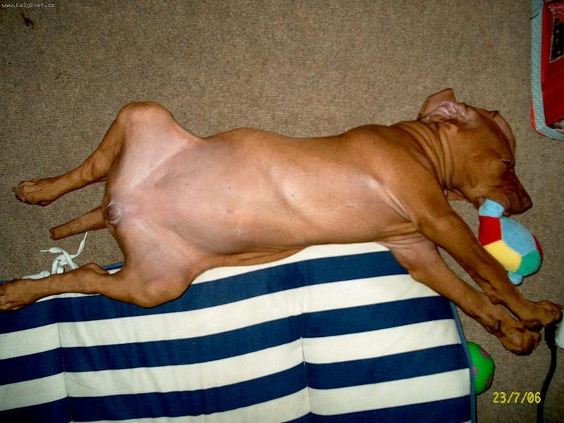 Foto: Ach bože,já tu želvu prostě nedám.....-spící 9 týdnů staré štěně