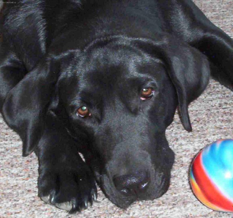 Foto: Cindy-U nás v obyváku...