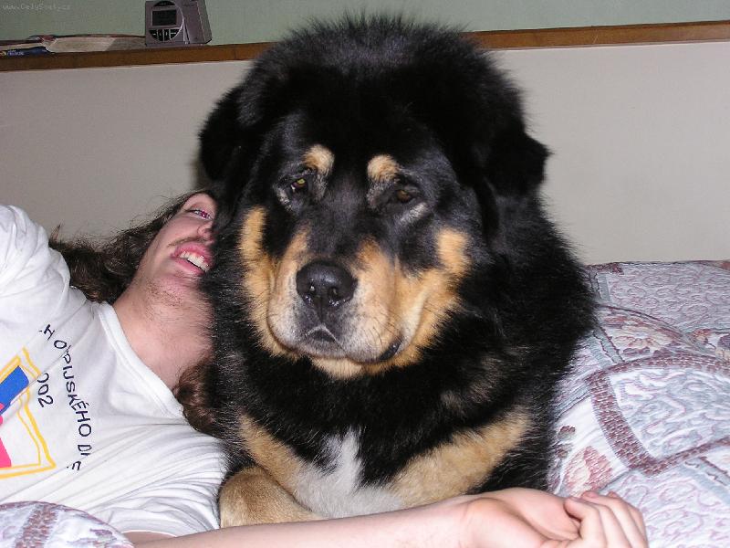 Foto: Pohoda, klídek, leháro ....-Bond odpočívá s bráchou Adamem