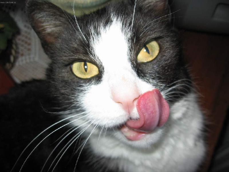 Foto: Naše Ťapka-Mňam, to byla dobrota