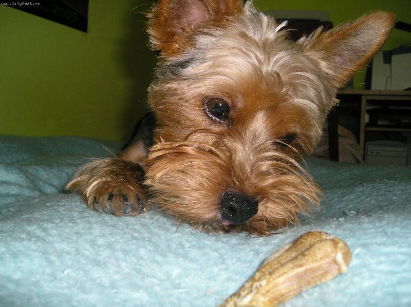 Foto: max-lov na kost