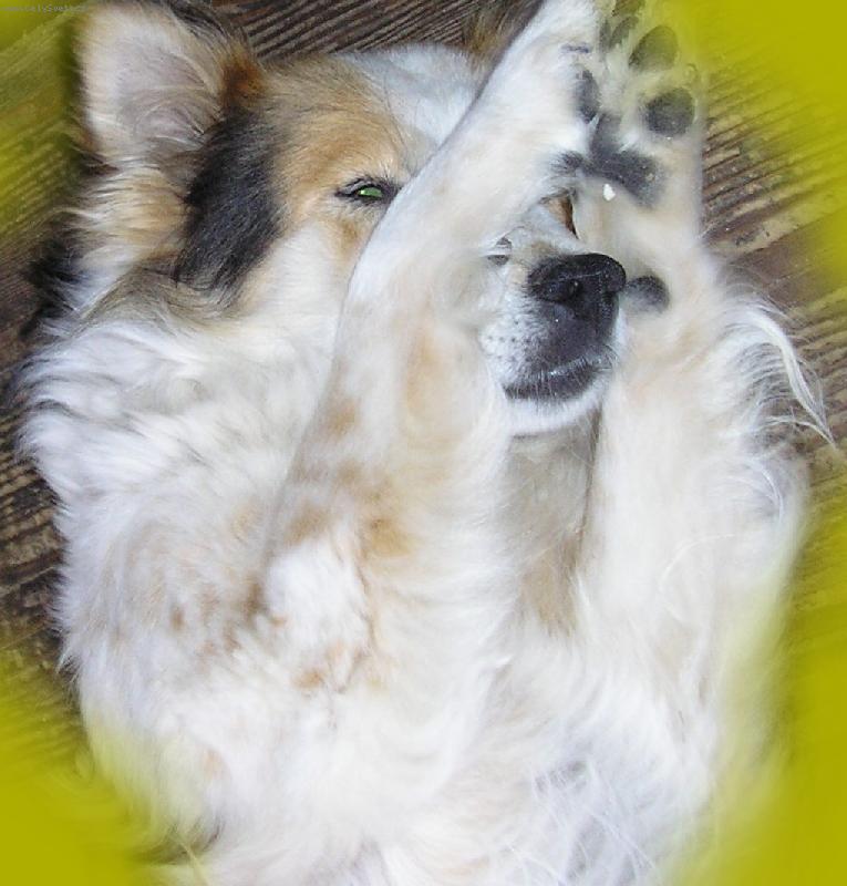 Foto: fík modelem-fík se směje