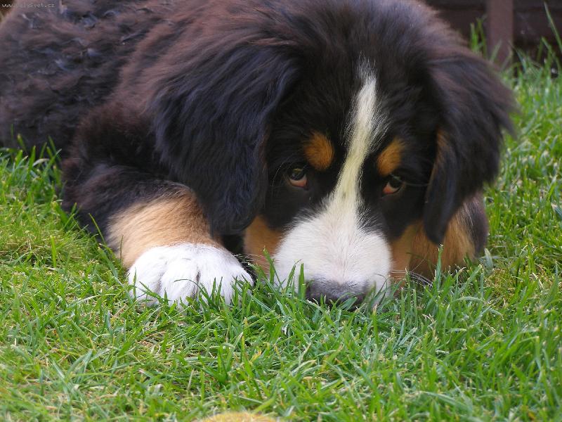 Foto: je celkem dobrá-ochutnvá na oko trávu