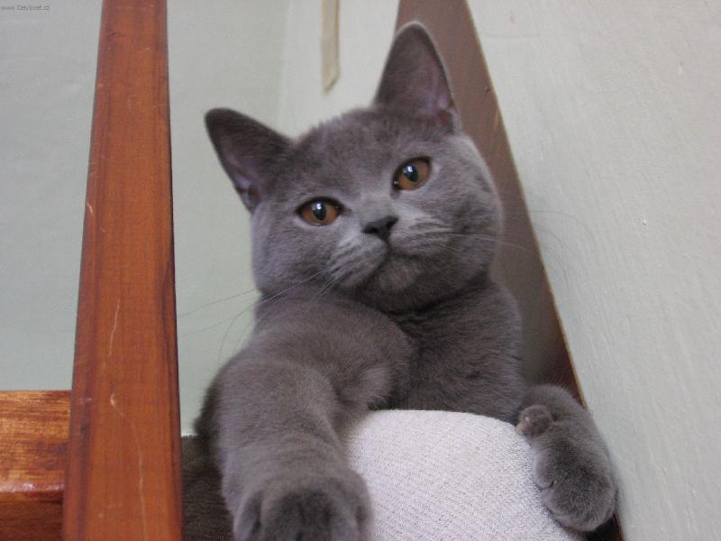 Foto: Čikulína-pohoda v posteli