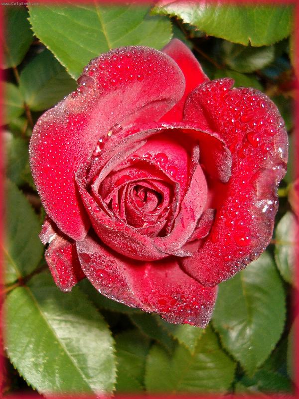 Foto: Démonická růže