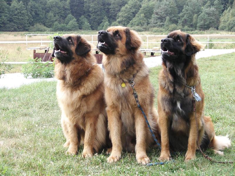 Foto: Rodinka z Milotiček-SV Zubří 2005