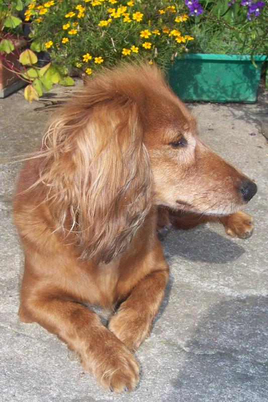 Foto: Kikinka-tak tohle je naše 12ti letá fenečka Kikča