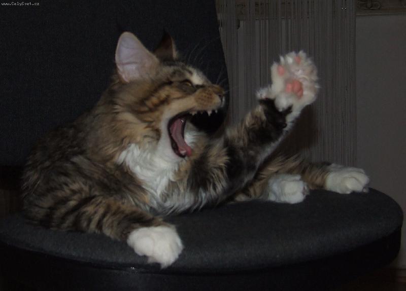 Foto: "Platím!!!"-zívající Leonardo