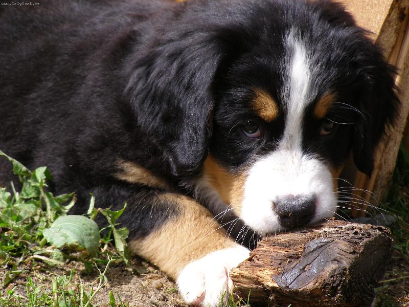 Foto: Elis-kou�e d�evo