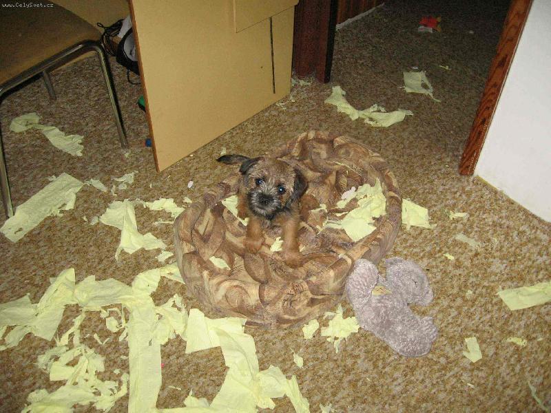 Foto: Předvánoční úklid-Nudící se Bordel teriér