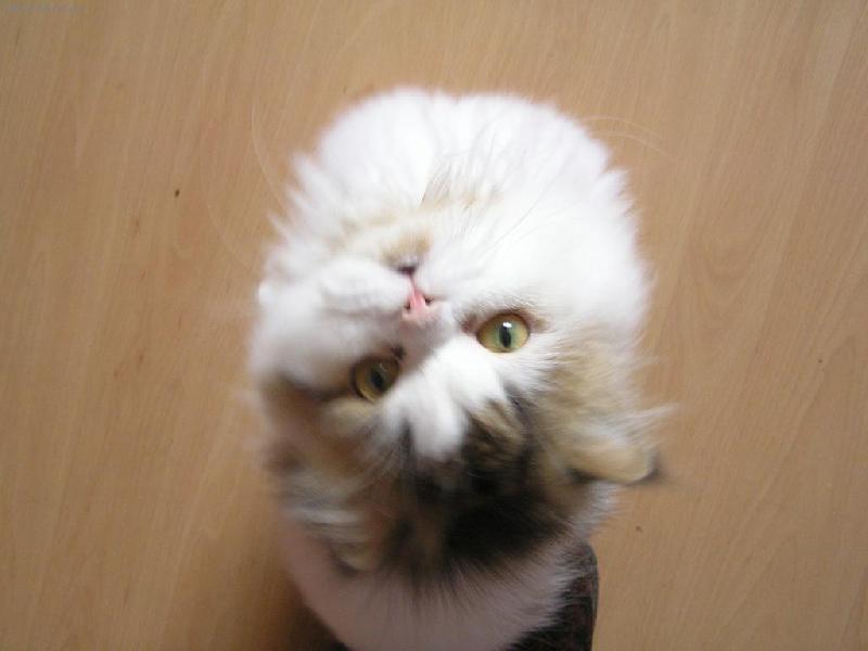 Foto: Celý svět se točí jen kolem mě!-Tomášek zvrchu