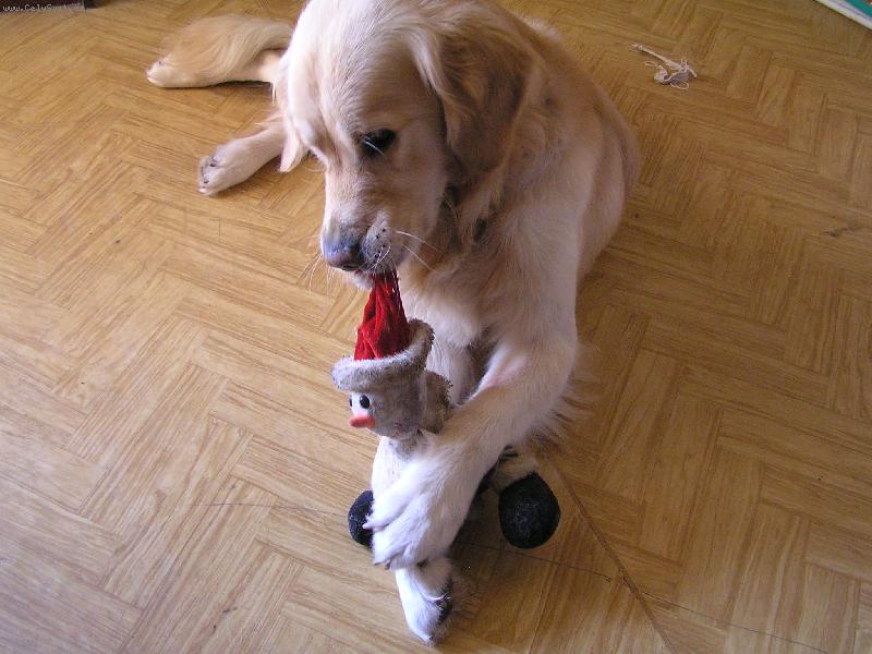 Foto: Však já ti tu nádheru nakonec sundám!-Už se chystáme na Vánoce.