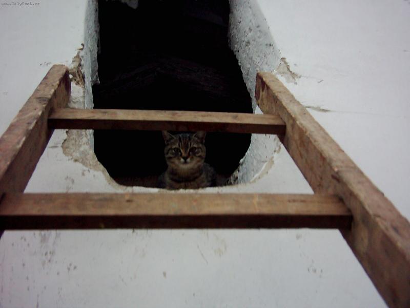 Foto: Kde jsou ty my�i... ?