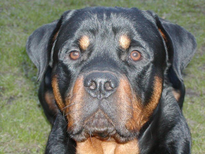 Foto: Arwen pózuje-portrétová :o)