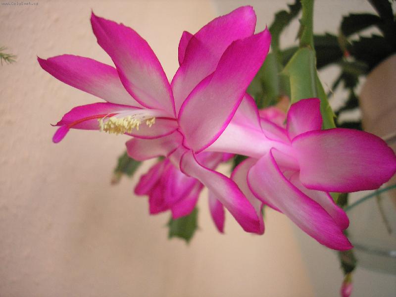 Foto:  Náš Vánoční kaktus