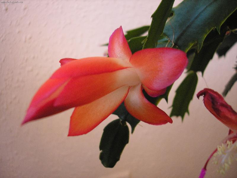 Foto: Náš Vánoční kaktus