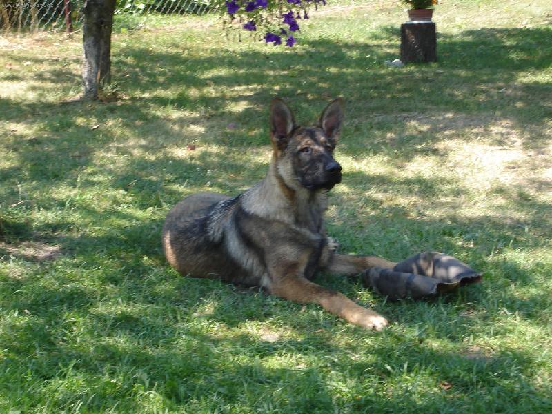 Foto: hlídač-hlídám