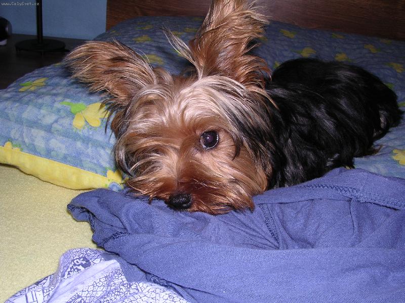 Foto: Bajuška...:-)