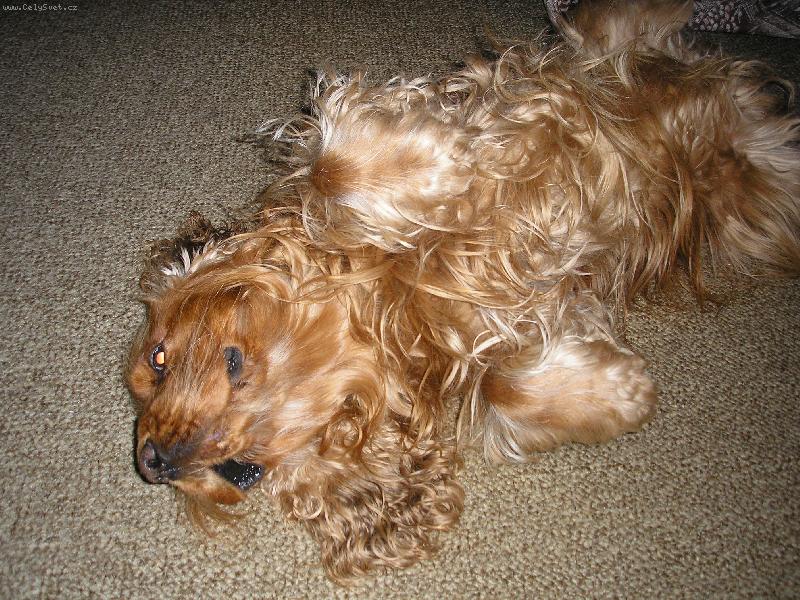 Foto: Relaxace našeho psíka-Kdo mě podrbe na bříšku?