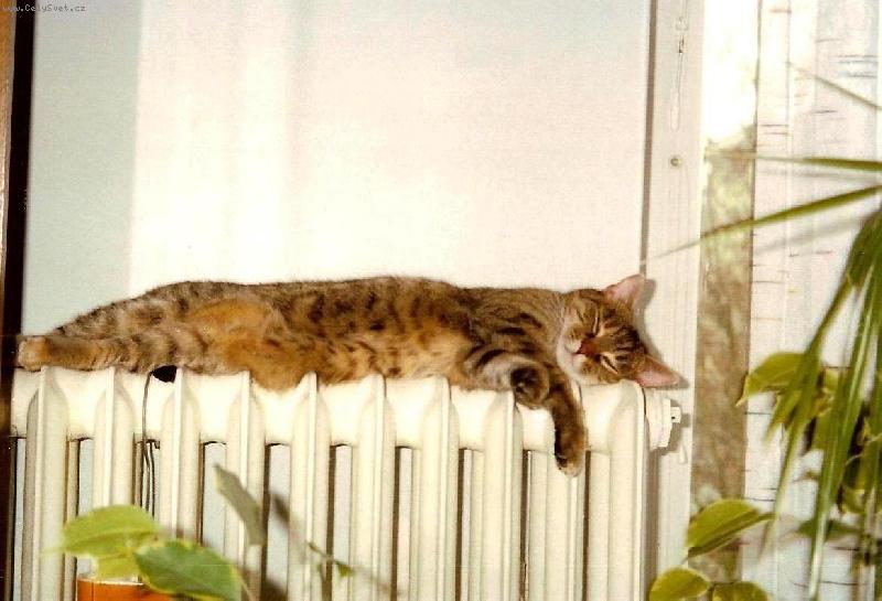 Foto: Je mi velmi příjemně-Naše kočička Rita na topení