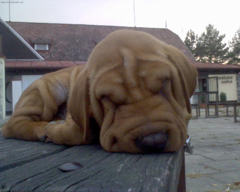 Foto: Slyíček náš 3-měsíční-Štěnátko spinká po dlouhé procházce přírodou