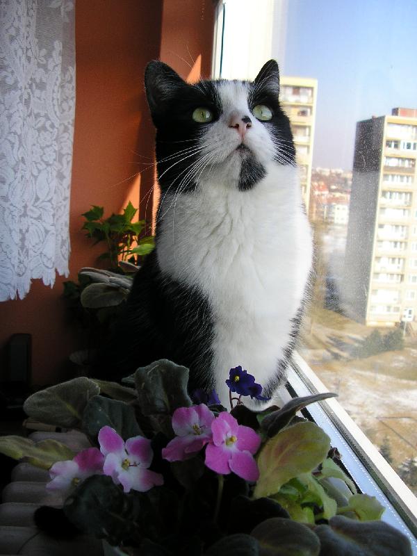 Foto: Čekání na měsíc-Kdy už konečně vyjde ten krásný měsíc