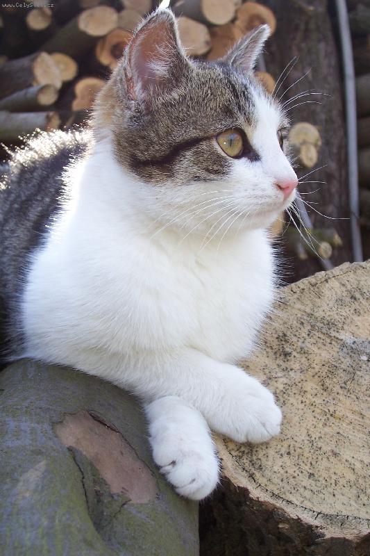 Foto: medvídek-kočičááák méďa