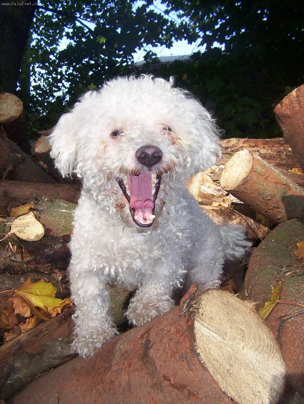 Foto: Uhááá-Árčí