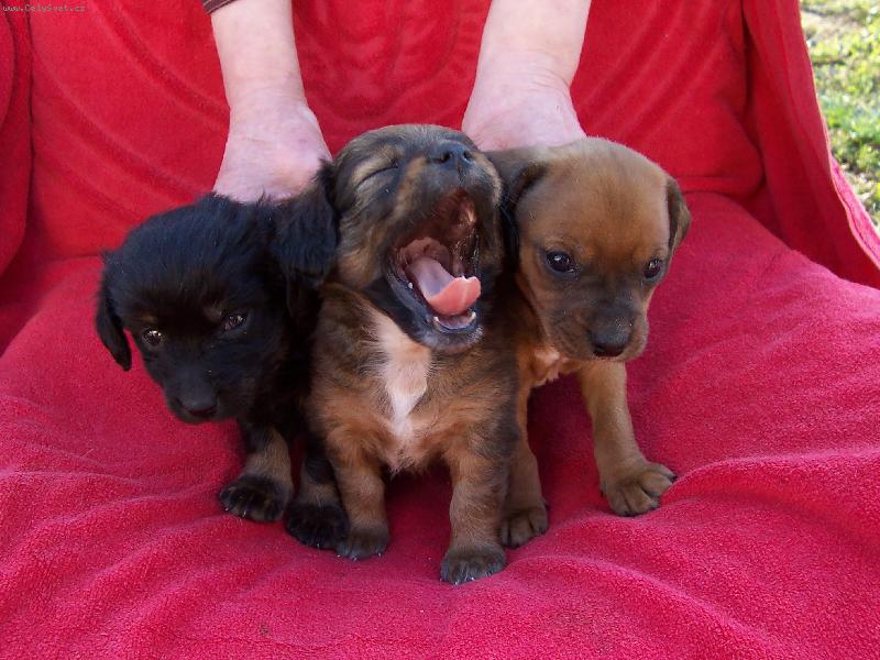 Foto: Naši miláčci-stáří modelu asi 6 tydnů